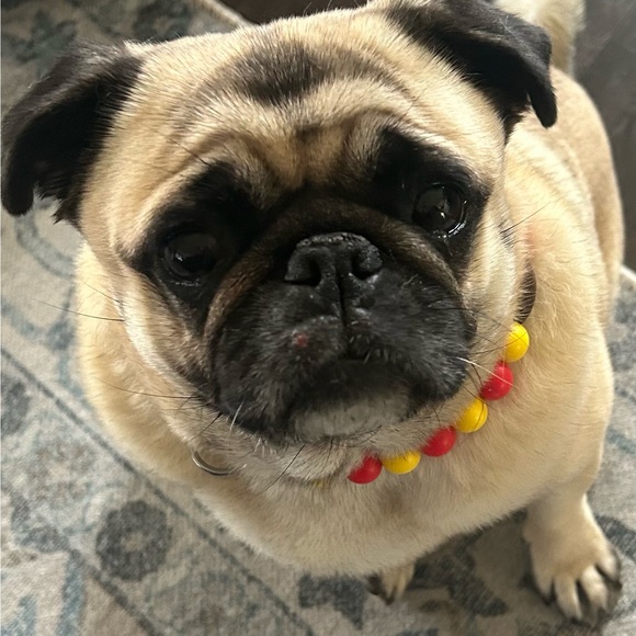 petuniapug